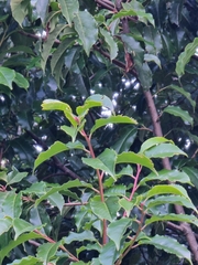 Prunus lusitanica hixa