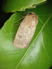 Proteuxoa hypochalchis