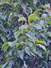 Prunus lusitanica hixa