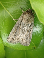 Persectania dyscrita