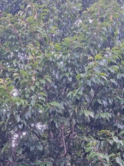 Prunus lusitanica hixa