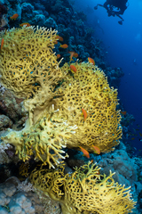 Millepora dichotoma