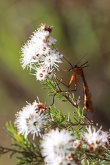 Harpobittacus australis