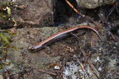 Plethodon elongatus