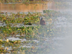 Limnobium laevigatum