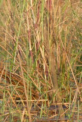 Phragmites mauritianus