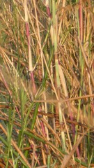 Phragmites mauritianus