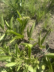 Cyphostemma spinosopilosum