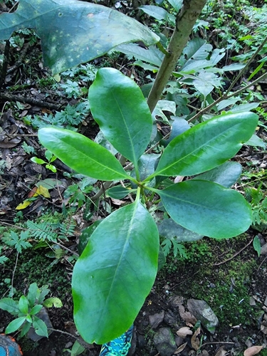Image of Pittosporum coriaceum by (c) Vítor Jorge, some rights reserved (CC BY)