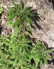 Parietaria pensylvanica