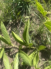 Cyphostemma spinosopilosum