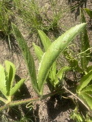 Cyphostemma spinosopilosum