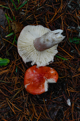 Russula rhodocephala
