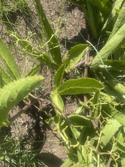 Cyphostemma spinosopilosum