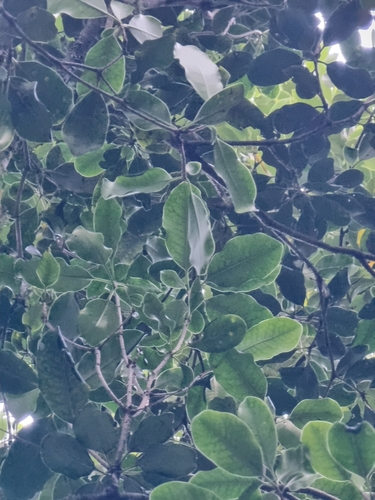 Image of Pittosporum coriaceum by (c) Vítor Jorge, some rights reserved (CC BY)