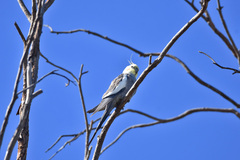 Nymphicus hollandicus