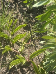 Cyphostemma spinosopilosum