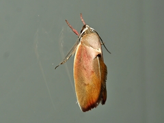 Ptyoptila matutinella