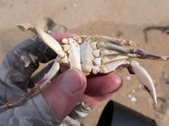 Metacarcinus gracilis