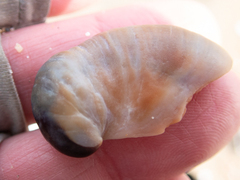 Crepidula onyx