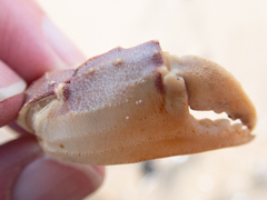 Metacarcinus gracilis