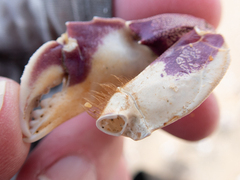 Metacarcinus gracilis