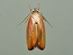 Ptyoptila matutinella