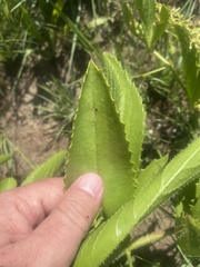 Cyphostemma spinosopilosum