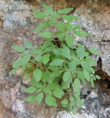 Parietaria pensylvanica