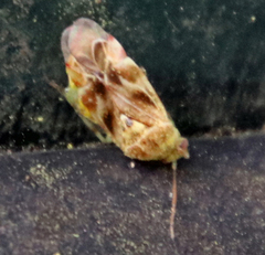 Tropidosteptes quercicola
