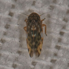 Xestocephalus
