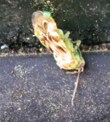 Tropidosteptes quercicola
