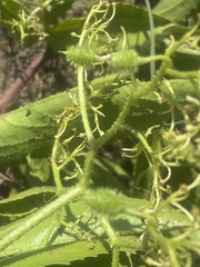 Cyphostemma spinosopilosum