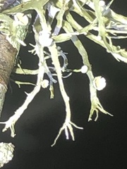 Ramalina stenospora