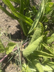 Cyphostemma spinosopilosum