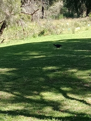 Porphyrio melanotus
