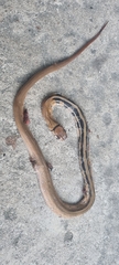 Coelognathus radiatus
