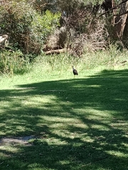 Porphyrio melanotus
