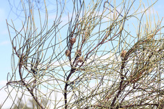 Casuarina pauper