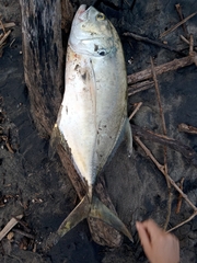 Caranx