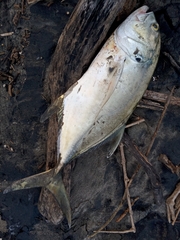 Caranx