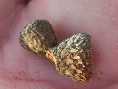 Quercus berberidifolia × engelmannii