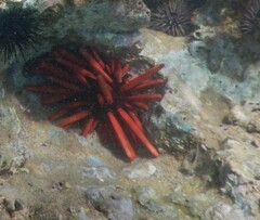 Heterocentrotus mamillatus