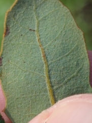 Quercus berberidifolia × engelmannii