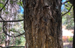 Acacia fasciculifera