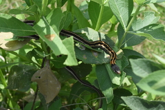 Thamnophis cyrtopsis collaris