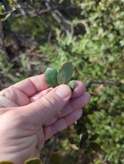 Quercus berberidifolia × engelmannii