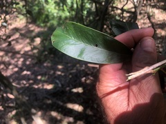 Acacia fasciculifera