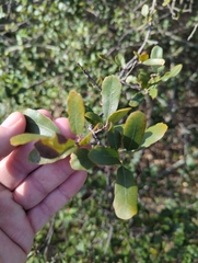 Quercus berberidifolia × engelmannii