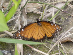 Danaus eresimus